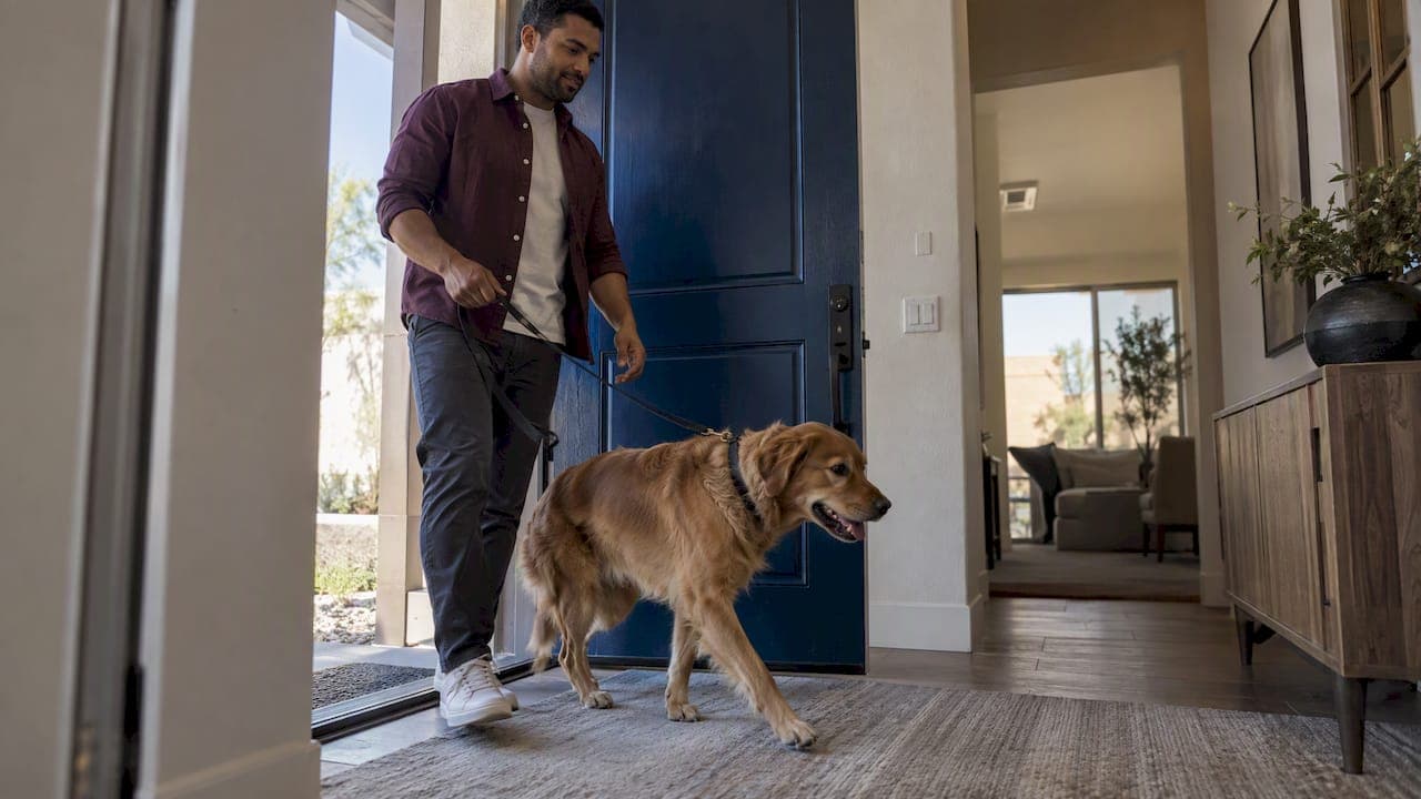 Moving Pets to Las Vegas: Documents, Travel, and Arrival